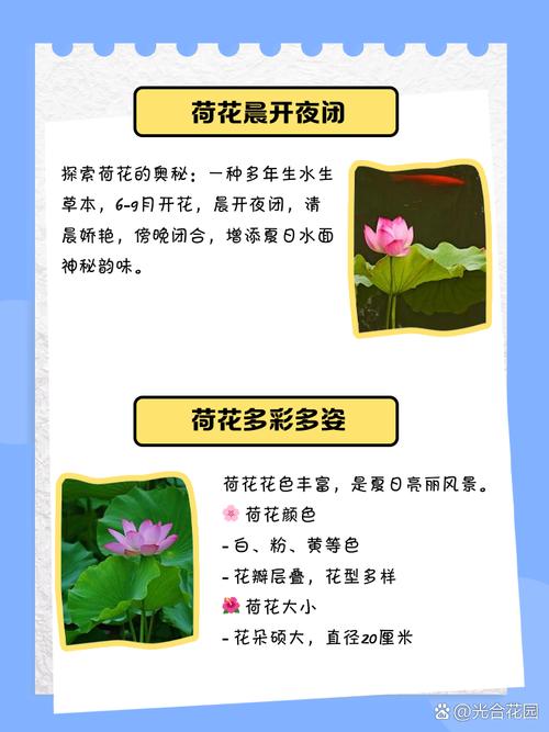 荷花的特点，什么季节开花？荷花的季节是什么时候开的？-第7张图片-优品飞百科
