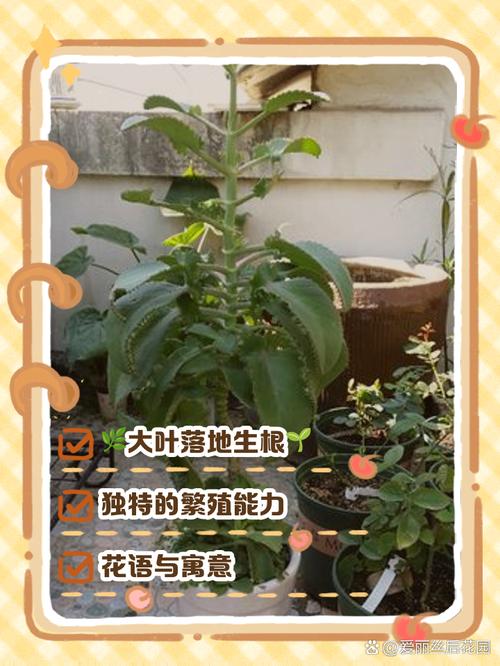 落地生根什么时候开花,落地生根什么时候开花图片-第1张图片-优品飞百科 落地生根什么时候开花,落地生根什么时候开花图片-第1张图片-优品飞百科