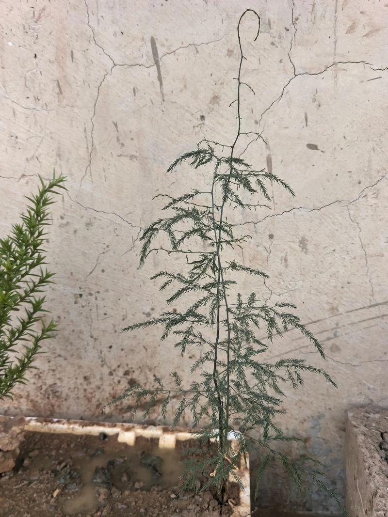 落地生根什么时候开花,落地生根什么时候开花图片-第2张图片-优品飞百科 落地生根什么时候开花,落地生根什么时候开花图片-第2张图片-优品飞百科