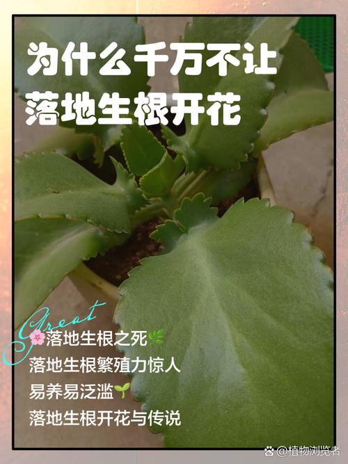 落地生根什么时候开花,落地生根什么时候开花图片-第3张图片-优品飞百科 落地生根什么时候开花,落地生根什么时候开花图片-第3张图片-优品飞百科