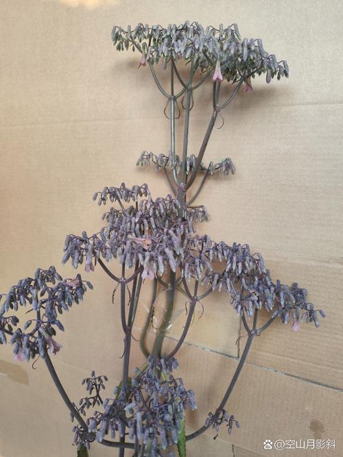 落地生根什么时候开花,落地生根什么时候开花图片-第4张图片-优品飞百科 落地生根什么时候开花,落地生根什么时候开花图片-第4张图片-优品飞百科