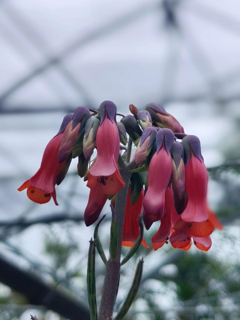 落地生根什么时候开花,落地生根什么时候开花图片-第5张图片-优品飞百科 落地生根什么时候开花,落地生根什么时候开花图片-第5张图片-优品飞百科