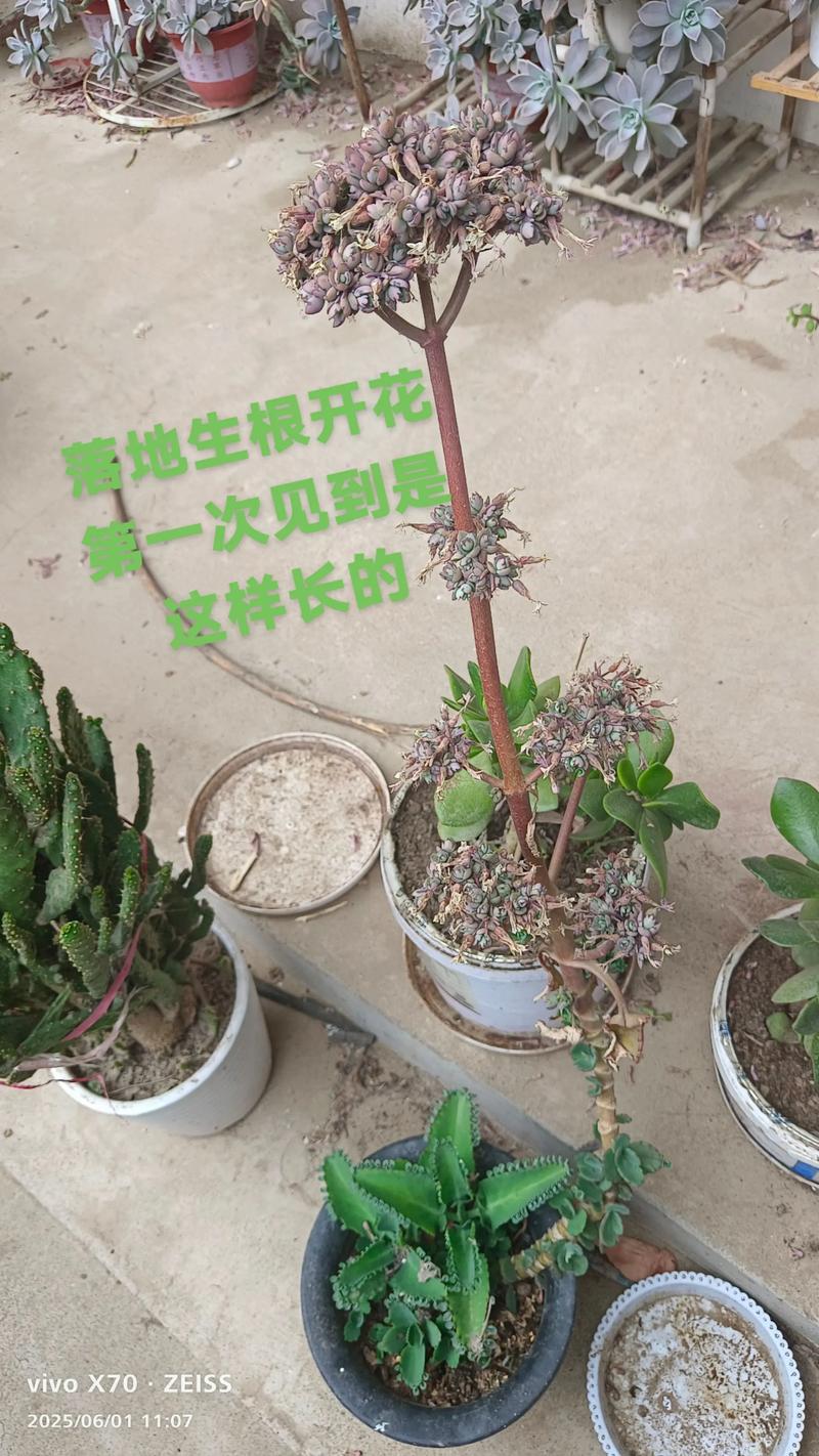 落地生根什么时候开花,落地生根什么时候开花图片-第6张图片-优品飞百科 落地生根什么时候开花,落地生根什么时候开花图片-第6张图片-优品飞百科