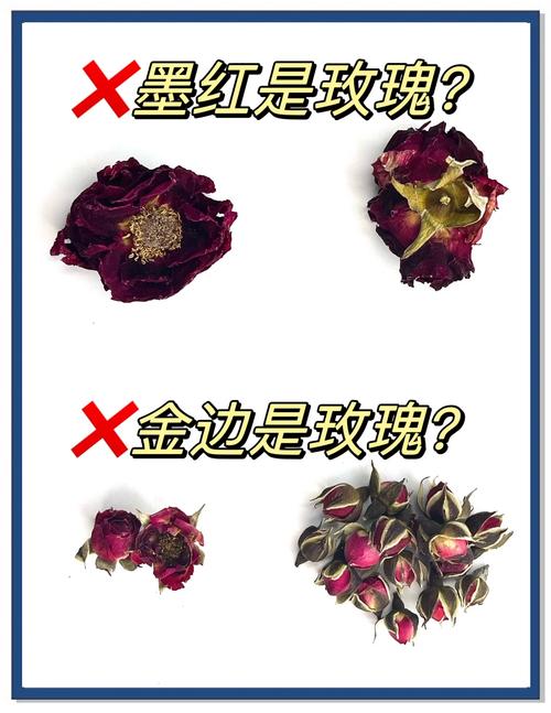 月季与玫瑰的区别，玫瑰花的图片？月季与玫瑰花的区别?？-第1张图片-优品飞百科