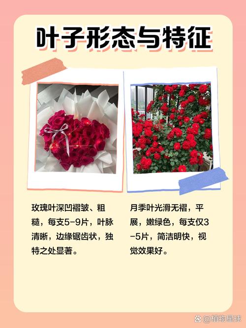 月季与玫瑰的区别，玫瑰花的图片？月季与玫瑰花的区别?？-第2张图片-优品飞百科