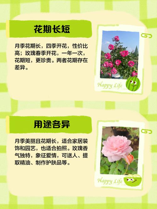 月季与玫瑰的区别，玫瑰花的图片？月季与玫瑰花的区别?？-第4张图片-优品飞百科