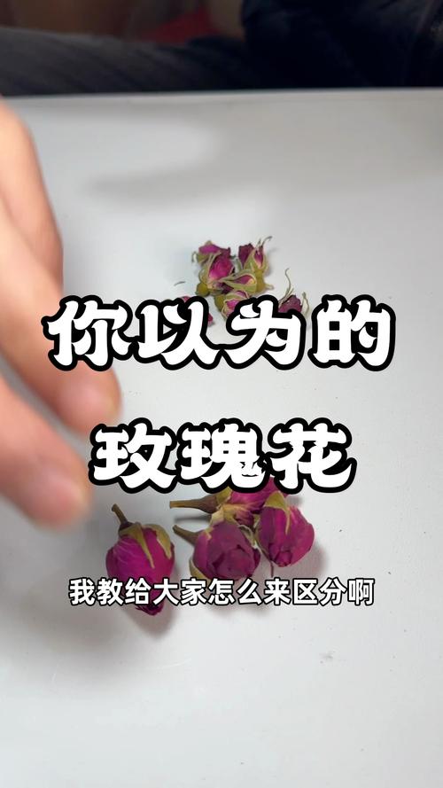月季与玫瑰的区别，玫瑰花的图片？月季与玫瑰花的区别?？-第3张图片-优品飞百科