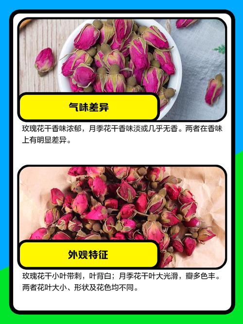 月季与玫瑰的区别，玫瑰花的图片？月季与玫瑰花的区别?？-第5张图片-优品飞百科