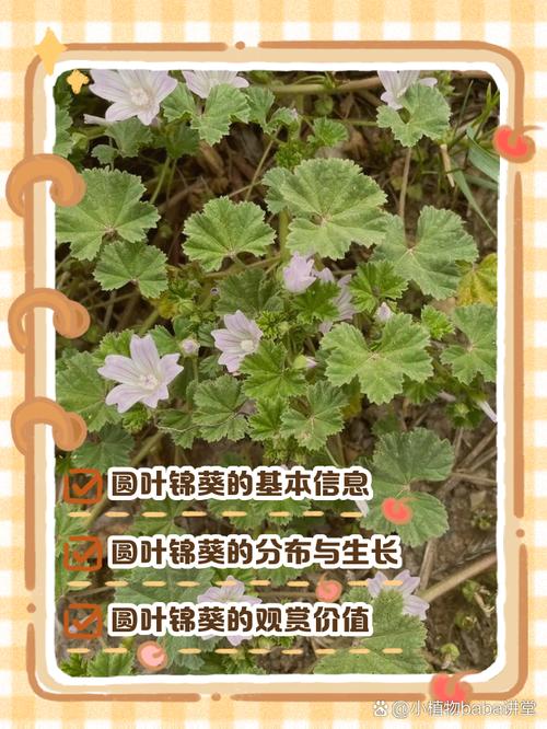 圆叶锦葵的养殖方法，圆叶锦葵的养殖方法和技术-第1张图片-优品飞百科