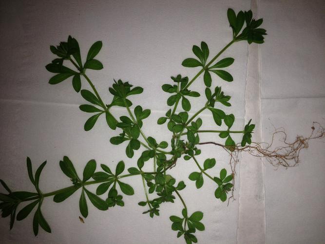 圆叶锦葵的养殖方法，圆叶锦葵的养殖方法和技术-第2张图片-优品飞百科