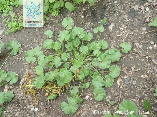 圆叶锦葵的养殖方法，圆叶锦葵的养殖方法和技术-第3张图片-优品飞百科