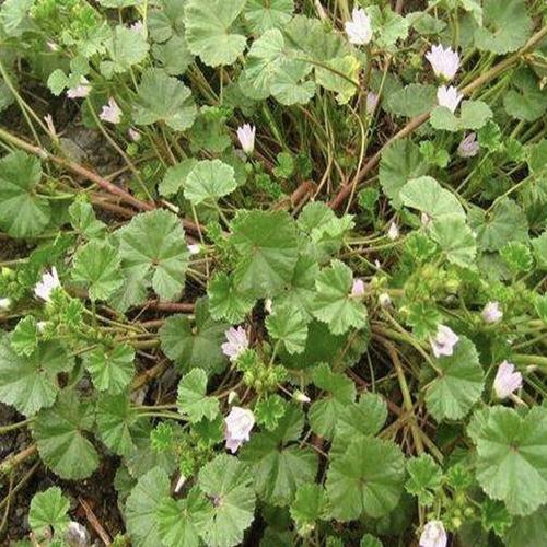 圆叶锦葵的养殖方法，圆叶锦葵的养殖方法和技术-第4张图片-优品飞百科