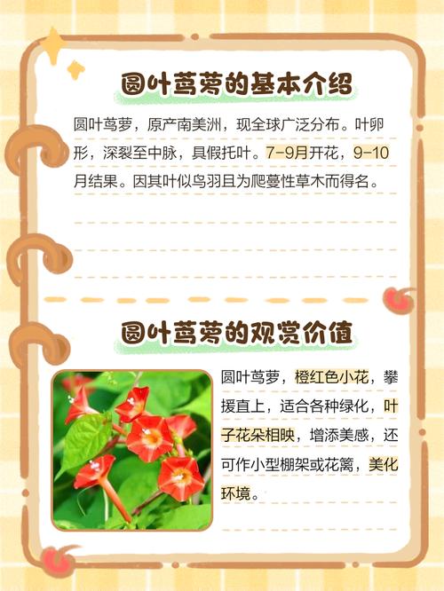 圆叶锦葵的养殖方法，圆叶锦葵的养殖方法和技术-第5张图片-优品飞百科