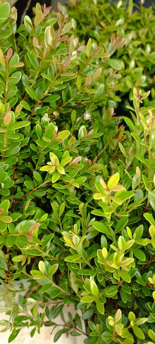 圆叶锦葵的养殖方法，圆叶锦葵的养殖方法和技术-第6张图片-优品飞百科