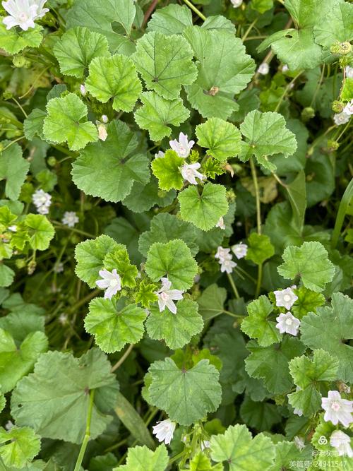 圆叶锦葵的养殖方法，圆叶锦葵的养殖方法和技术-第7张图片-优品飞百科