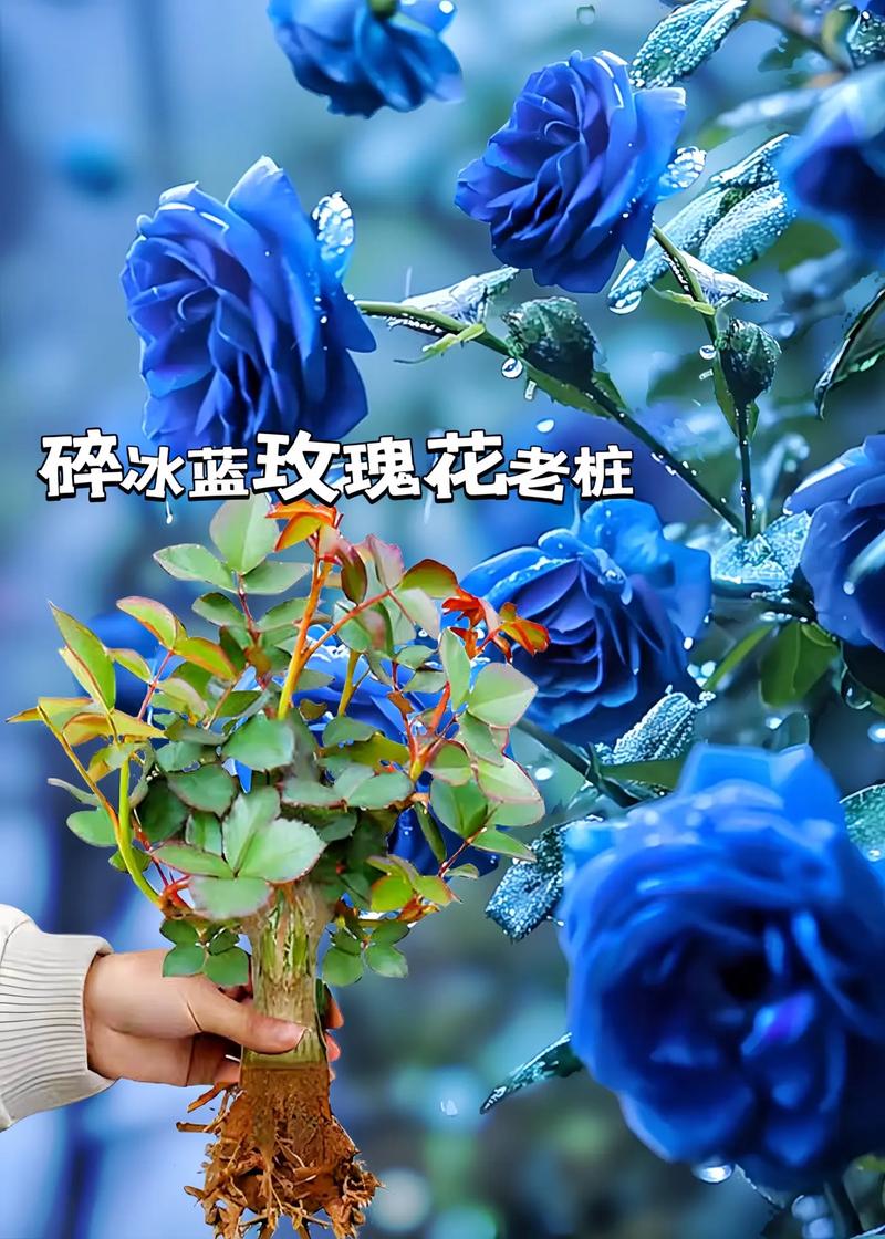 雏菊花语，雏菊花语象征与寓意？-第1张图片-优品飞百科