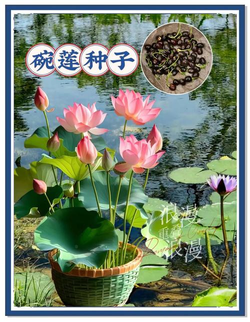 家养碗莲的风水学应用，养碗莲吉祥吗