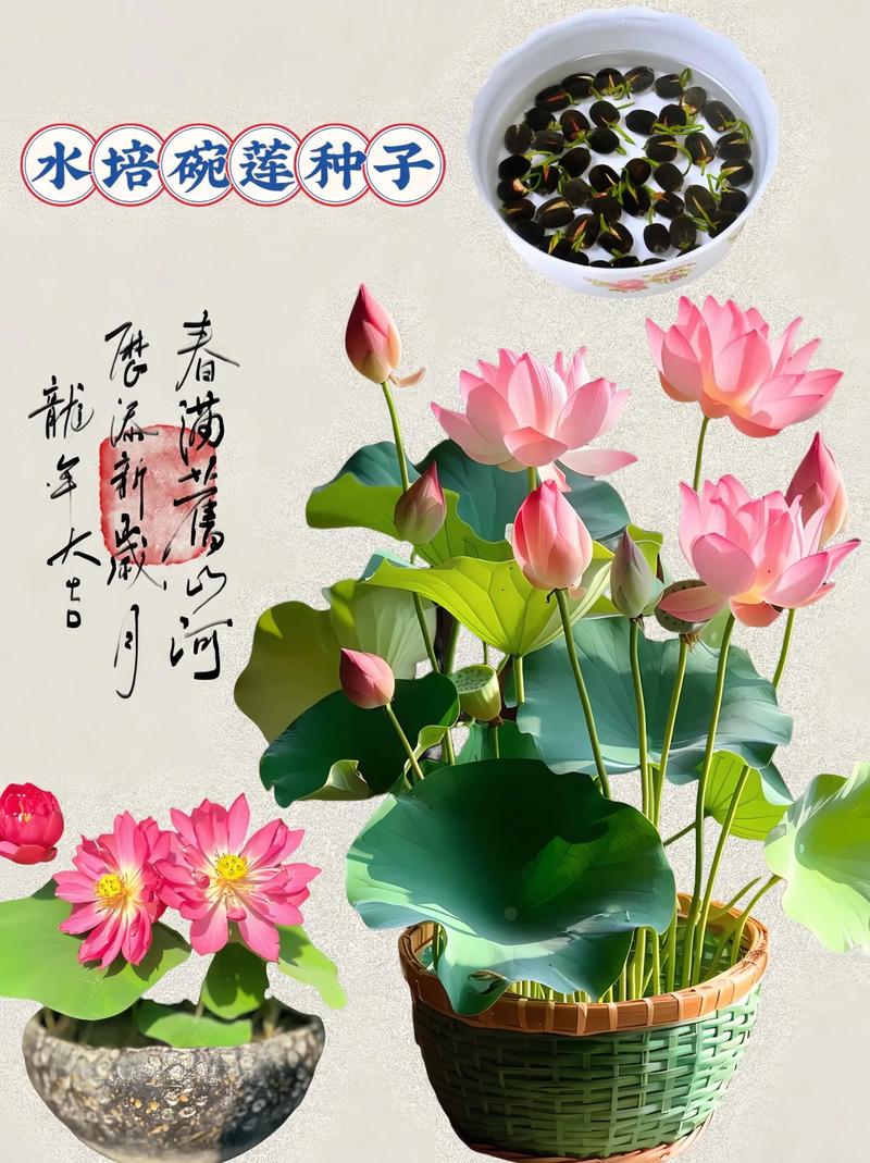 家养碗莲的风水学应用，养碗莲吉祥吗-第3张图片-优品飞百科