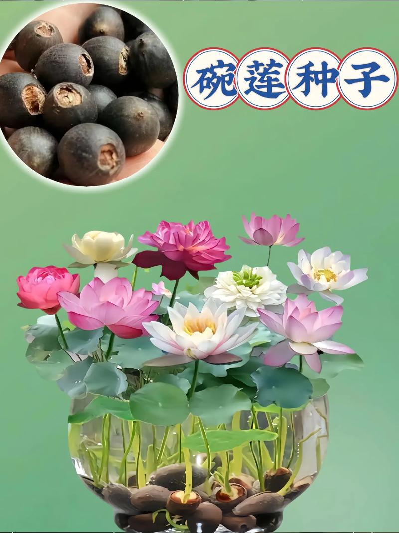 家养碗莲的风水学应用，养碗莲吉祥吗-第4张图片-优品飞百科