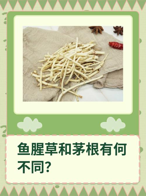 鱼腥草跟折耳根一样吗，鱼腥草可以吃吗？鱼腥草和折耳根哪个是学名？