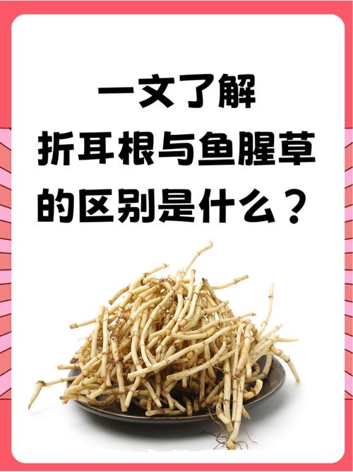 鱼腥草跟折耳根一样吗，鱼腥草可以吃吗？鱼腥草和折耳根哪个是学名？-第3张图片-优品飞百科