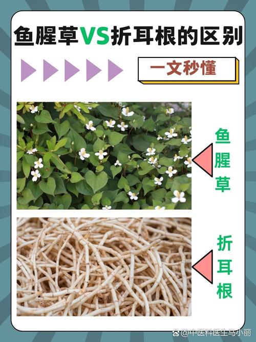 鱼腥草跟折耳根一样吗，鱼腥草可以吃吗？鱼腥草和折耳根哪个是学名？-第5张图片-优品飞百科