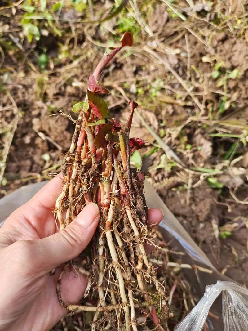 鱼腥草跟折耳根一样吗，鱼腥草可以吃吗？鱼腥草和折耳根哪个是学名？-第6张图片-优品飞百科