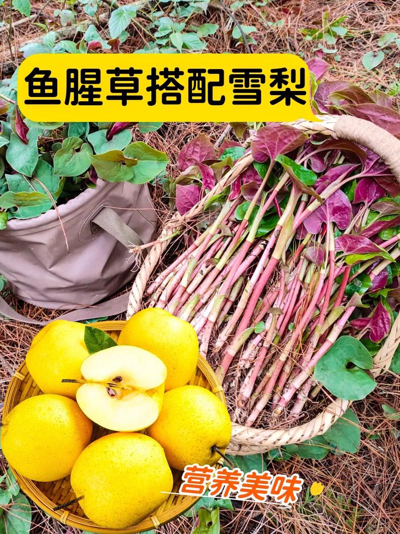 鱼腥草跟折耳根一样吗，鱼腥草可以吃吗？鱼腥草和折耳根哪个是学名？-第7张图片-优品飞百科