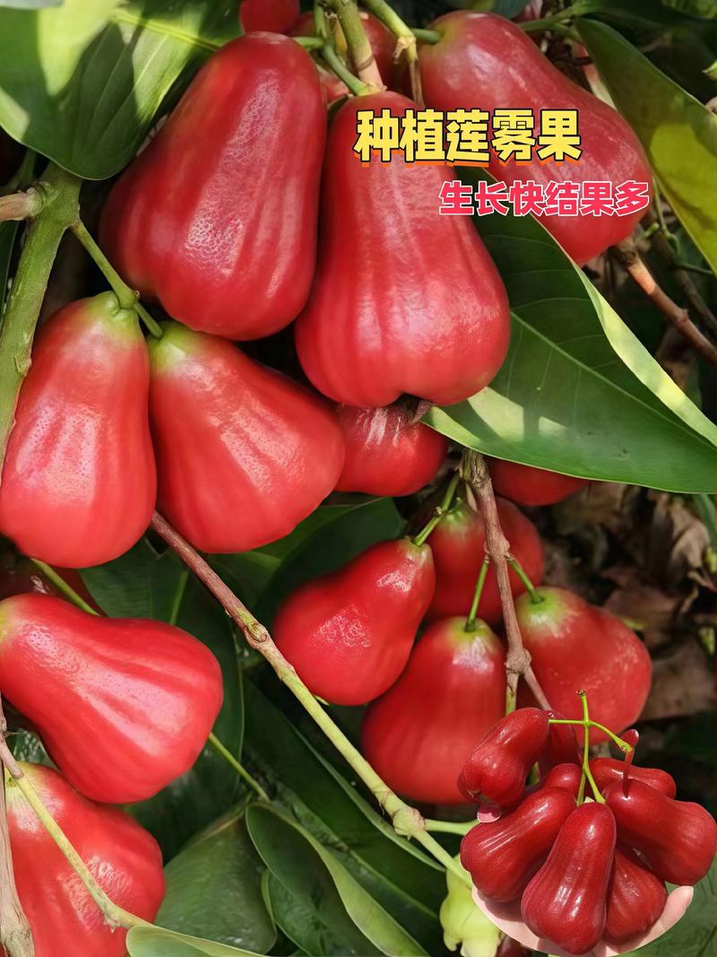 莲雾怎么吃，莲雾怎么吃正确-第2张图片-优品飞百科