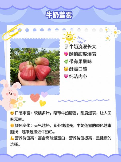 莲雾怎么吃，莲雾怎么吃正确-第6张图片-优品飞百科