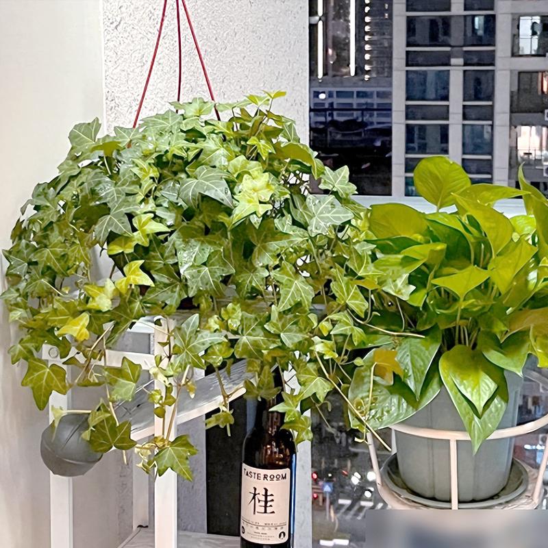 家庭养花的禁忌事项，家庭养花风水知识？-第2张图片-优品飞百科