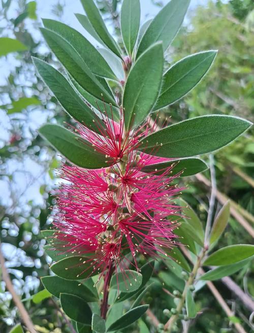 红千层的功效与作用？红千层的图片和资料？-第1张图片-优品飞百科