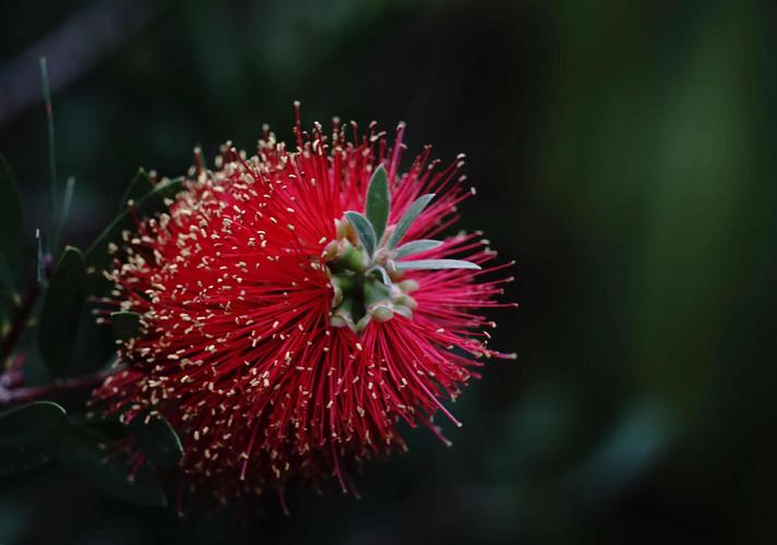 红千层的功效与作用？红千层的图片和资料？-第2张图片-优品飞百科