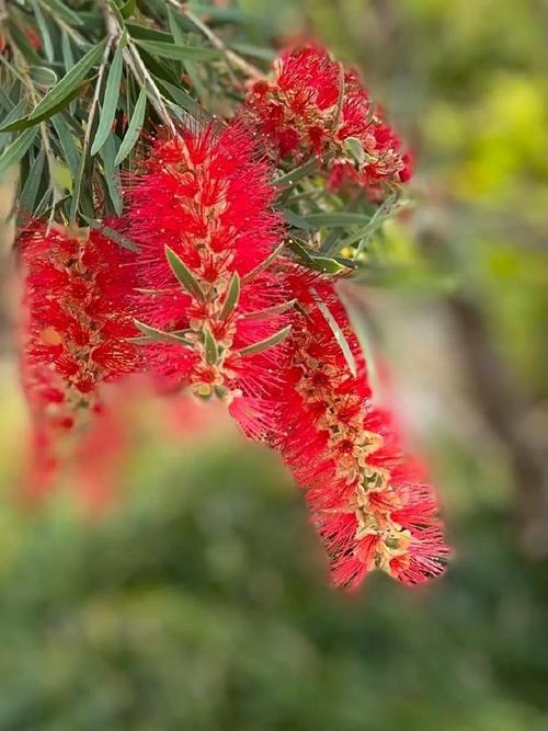 红千层的功效与作用？红千层的图片和资料？-第3张图片-优品飞百科