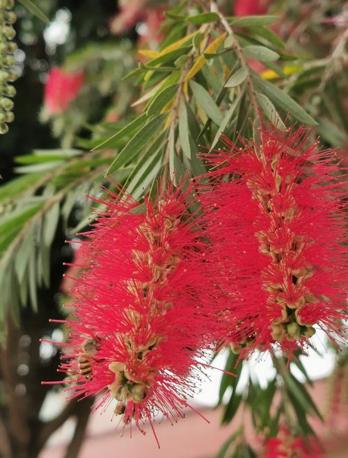 红千层的功效与作用？红千层的图片和资料？-第4张图片-优品飞百科