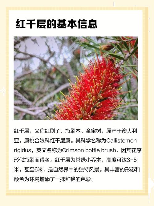 红千层的功效与作用？红千层的图片和资料？-第5张图片-优品飞百科