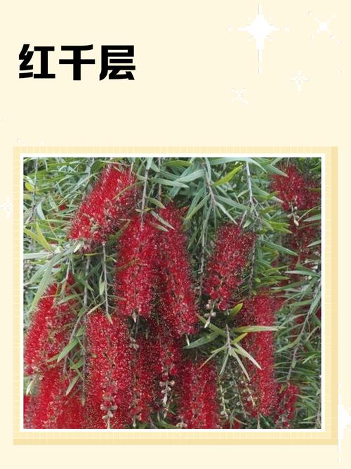 红千层的功效与作用？红千层的图片和资料？-第6张图片-优品飞百科