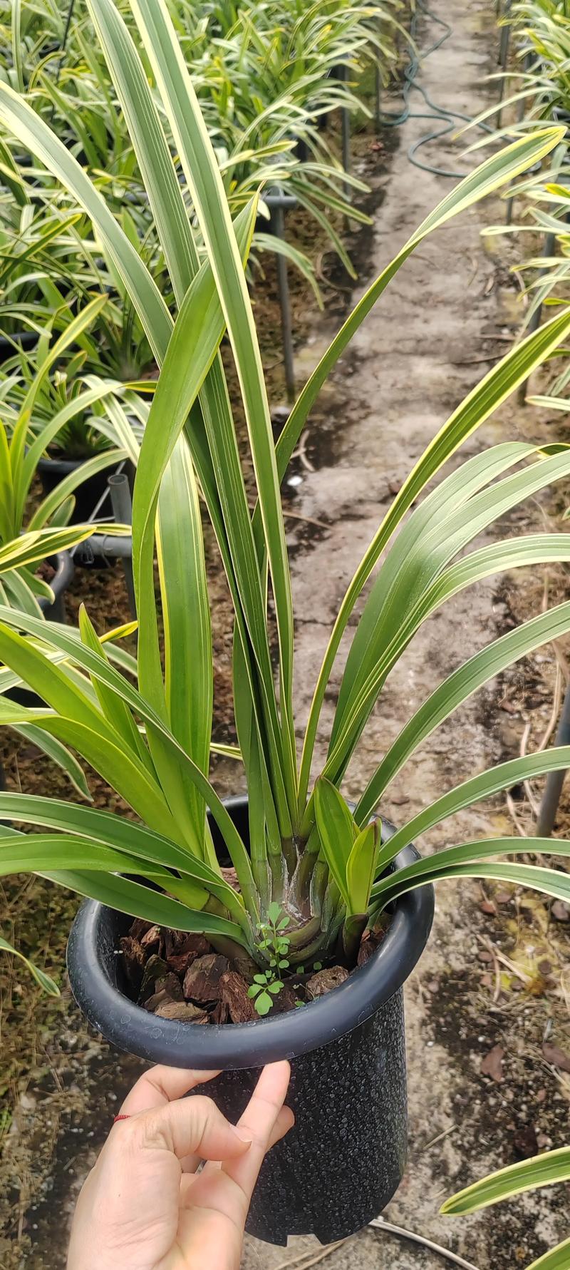 金边龙舌兰有毒吗，金边龙舌兰的食用方法？-第1张图片-优品飞百科