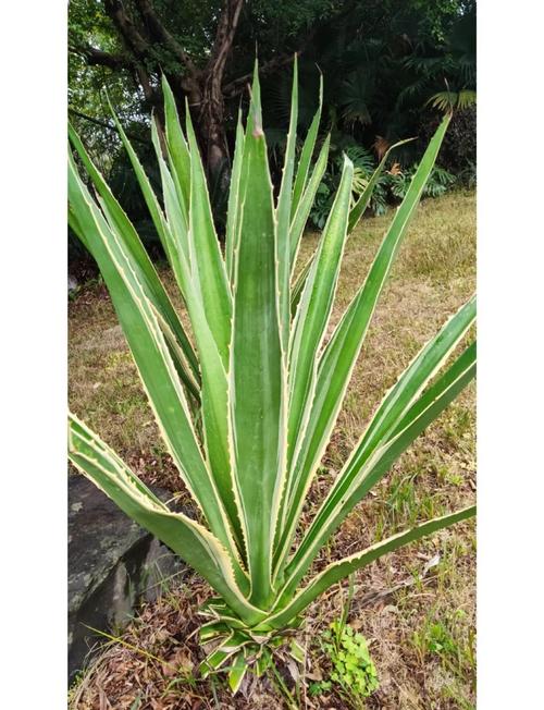 金边龙舌兰有毒吗，金边龙舌兰的食用方法？-第3张图片-优品飞百科