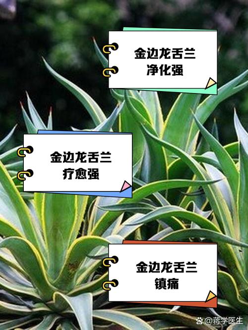 金边龙舌兰有毒吗，金边龙舌兰的食用方法？-第4张图片-优品飞百科