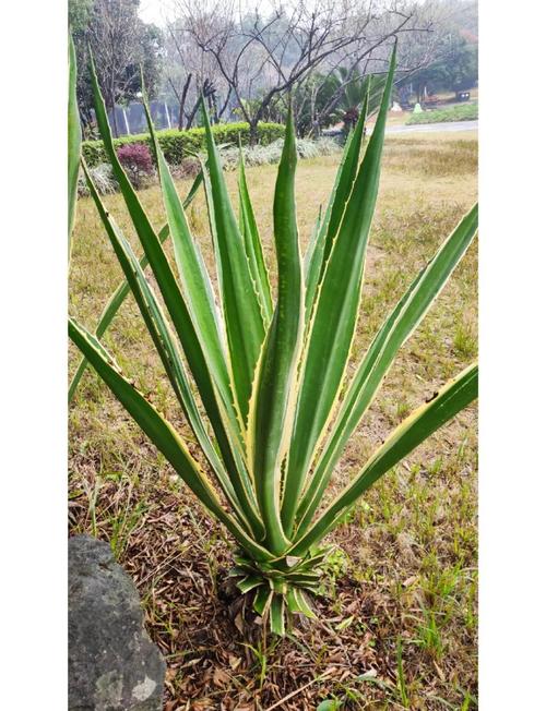 金边龙舌兰有毒吗，金边龙舌兰的食用方法？-第5张图片-优品飞百科