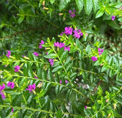 紫萼距花有毒吗，紫萼花语是什么？-第1张图片-优品飞百科