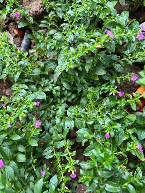 紫萼距花有毒吗，紫萼花语是什么？-第2张图片-优品飞百科