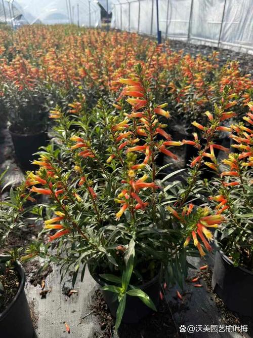 紫萼距花有毒吗，紫萼花语是什么？-第3张图片-优品飞百科