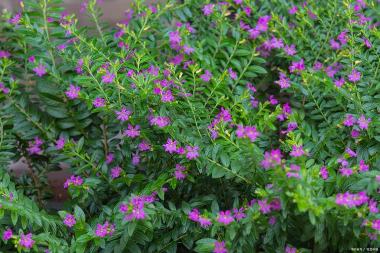 紫萼距花有毒吗，紫萼花语是什么？-第4张图片-优品飞百科