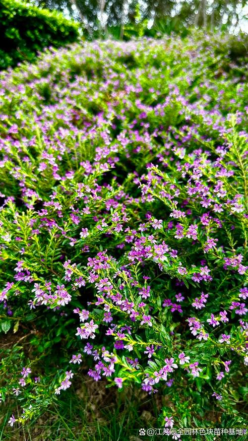 紫萼距花有毒吗，紫萼花语是什么？-第5张图片-优品飞百科