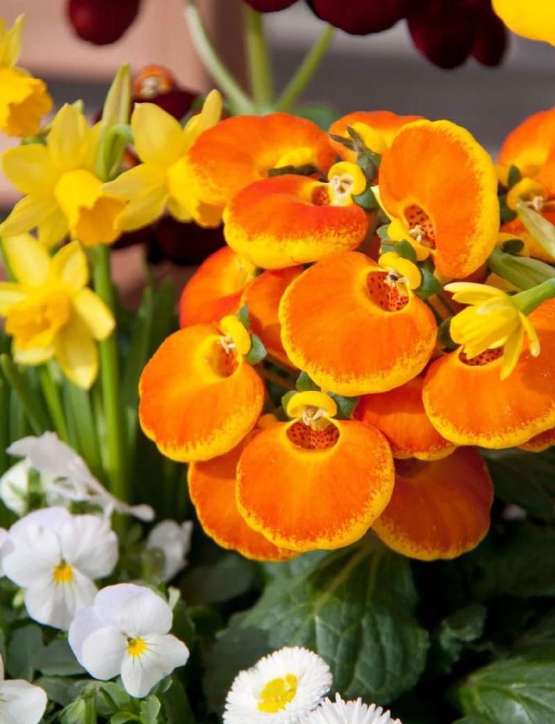 蒲包花的主要价值，蒲包花种子图片？