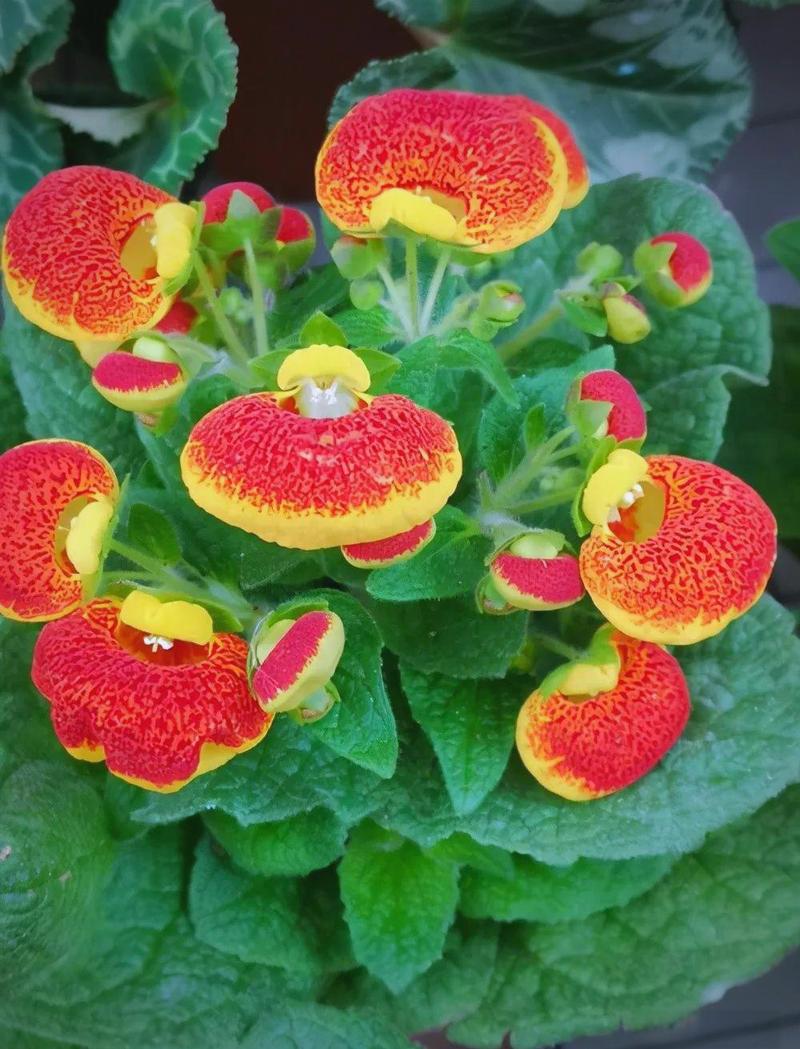 蒲包花的主要价值，蒲包花种子图片？-第2张图片-优品飞百科