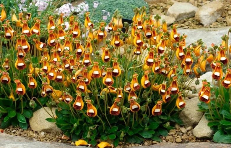 蒲包花的主要价值，蒲包花种子图片？-第3张图片-优品飞百科