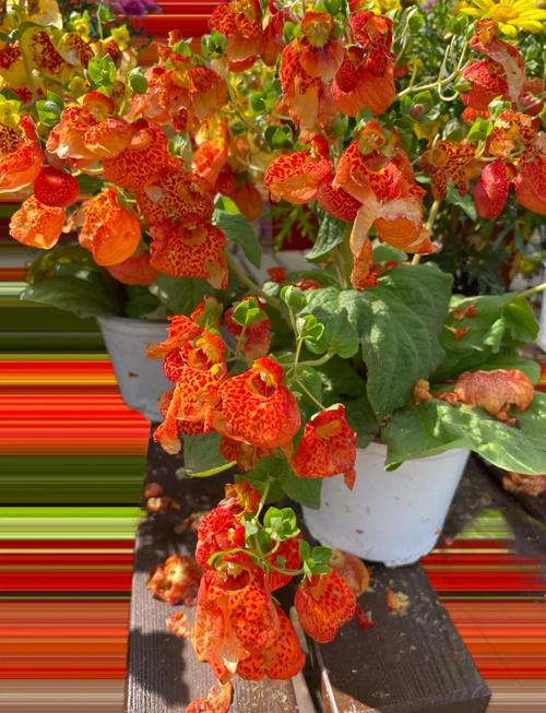 蒲包花的主要价值，蒲包花种子图片？-第4张图片-优品飞百科